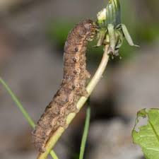 Attēlu rezultāti vaicājumam “Noctua fimbriata larva”