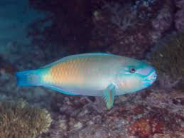 Image result for Chlorurus sordidus