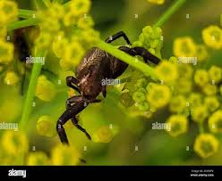 Attēlu rezultāti vaicājumam “Xysticus bifasciatus”
