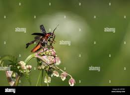 Attēlu rezultāti vaicājumam “Cantharis fusca larva”