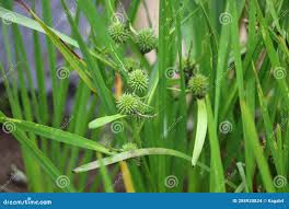 Attēlu rezultāti vaicājumam “Sparganium erectum aggr. leaf”
