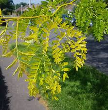 Attēlu rezultāti vaicājumam “Gleditsia triacanthos leaf”