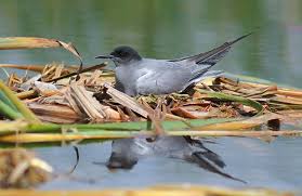 Attēlu rezultāti vaicājumam “Chlidonias niger eggs”