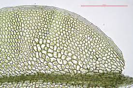 Attēlu rezultāti vaicājumam “Plagiomnium elatum”