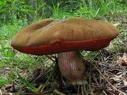 Attēlu rezultāti vaicājumam “Sutorius luridiformis”