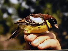 Image result for Emberiza aureola