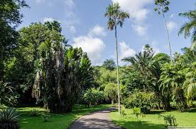 Image result for шри ланка королевский ботанический сад