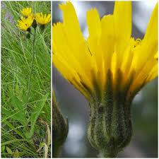Attēlu rezultāti vaicājumam “Hieracium umbellatum bud”
