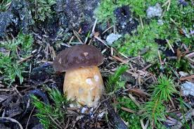 Attēlu rezultāti vaicājumam “Boletus pinophilus”