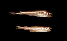 Image result for Boreogadus saida