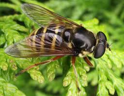 Attēlu rezultāti vaicājumam “Sericomyia silentis”