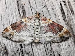 Attēlu rezultāti vaicājumam “Xanthorhoe spadicearia”