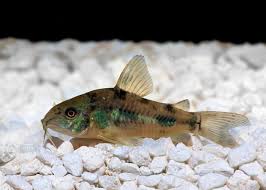 Image result for fish corydoras