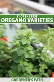 Image result for Oregano