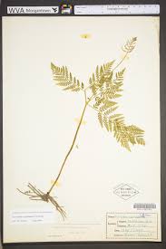 Attēlu rezultāti vaicājumam “Botrychium virginianum”