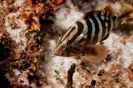 Image result for Epinephelus striatus