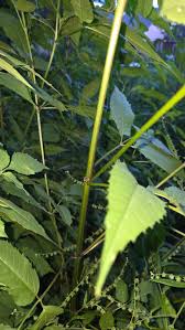 Attēlu rezultāti vaicājumam “Bidens frondosa leaf”