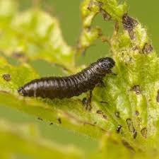 Attēlu rezultāti vaicājumam “Agelastica alni larva”