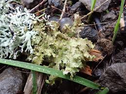 Attēlu rezultāti vaicājumam “Platismatia glauca”