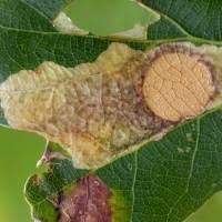 Attēlu rezultāti vaicājumam “Tischeriidae”