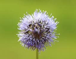 Attēlu rezultāti vaicājumam “Jasione montana”