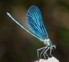 Attēlu rezultāti vaicājumam “Calopteryx virgo male”