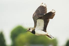 Attēlu rezultāti vaicājumam “Vanellus vanellus”