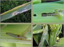 Attēlu rezultāti vaicājumam “Acrolepiopsis assectella”