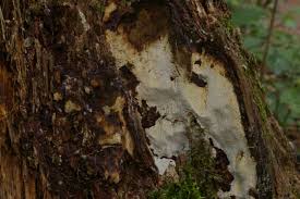 Attēlu rezultāti vaicājumam “Perenniporia medulla-panis”