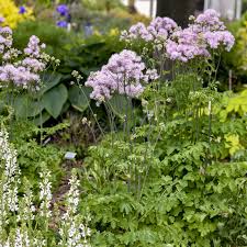 Attēlu rezultāti vaicājumam “Thalictrum aquilegifolium bud”