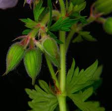 Attēlu rezultāti vaicājumam “Geranium pratense bud”