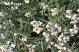 Attēlu rezultāti vaicājumam “Anaphalis margaritacea leaf”