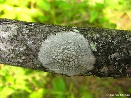 Attēlu rezultāti vaicājumam “Lecanora albella”