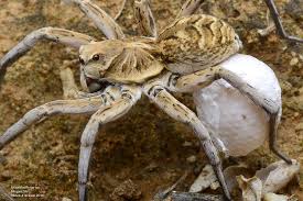 Attēlu rezultāti vaicājumam “Lycosidae”