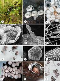 Attēlu rezultāti vaicājumam “Diderma testaceum sessile”