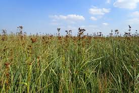 Attēlu rezultāti vaicājumam “Cladium mariscus”