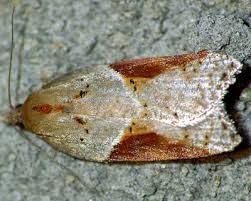 Attēlu rezultāti vaicājumam “Acleris laterana”