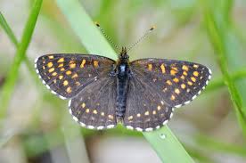 Attēlu rezultāti vaicājumam “Melitaea diamina”