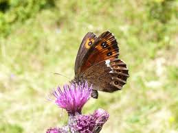 Attēlu rezultāti vaicājumam “Erebia ligea”
