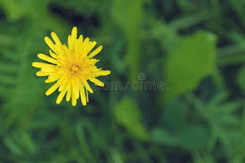 Attēlu rezultāti vaicājumam “Crepis paludosa flower”