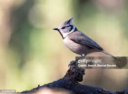 Attēlu rezultāti vaicājumam “Lophophanes cristatus”