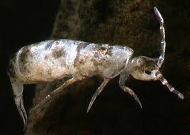 Attēlu rezultāti vaicājumam “Collembola”