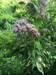 Image result for Eupatorium cannabinum