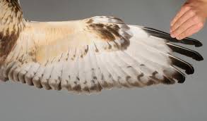 Attēlu rezultāti vaicājumam “Buteo lagopus adult”