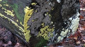 Attēlu rezultāti vaicājumam “Amaurochaete atra spores”