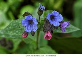 Image result for Pulmonaria officinalis