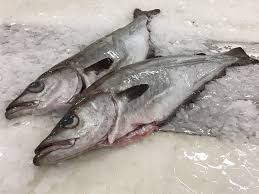 Image result for Pollachius pollachius