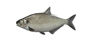 Image result for Dorosoma cepedianum