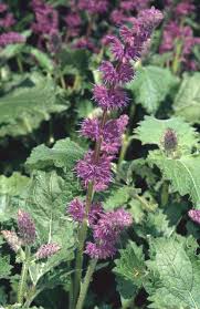 Attēlu rezultāti vaicājumam “Salvia verticillata flower”