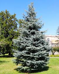 Attēlu rezultāti vaicājumam “Picea”